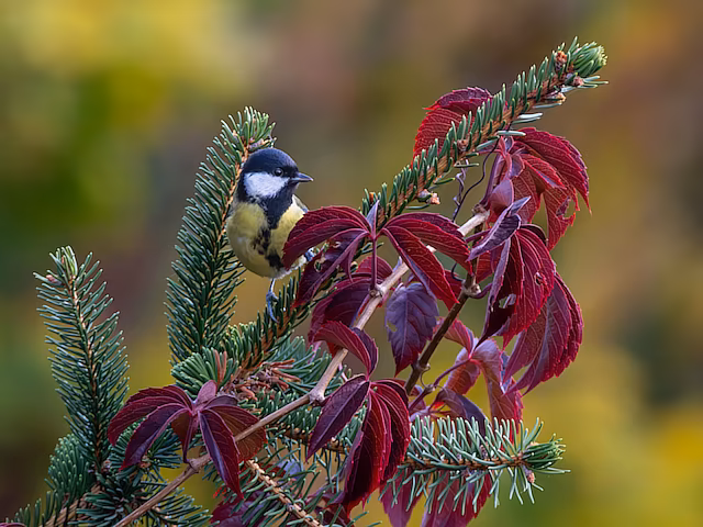 🔬 Parus major 🇬🇧 Great Tit 🇵🇱 Sikora bogatka
