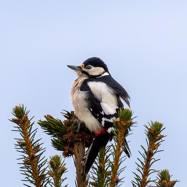 🔬 Dendrocopos major 🇬🇧 Great Spotted Woodpecker 🇵🇱 Dzięcioł duży