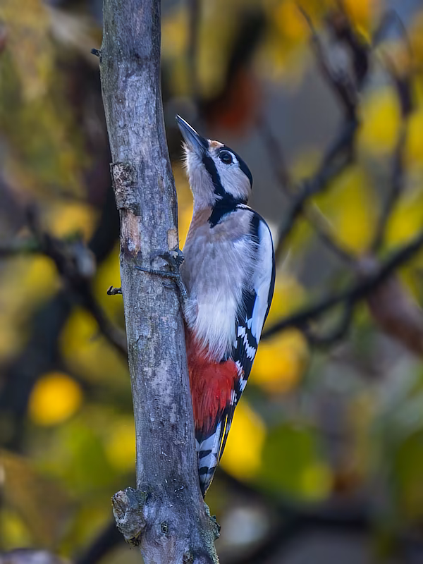 🔬 Dendrocopos major 🇬🇧 Great Spotted Woodpecker 🇵🇱 Dzięcioł duży