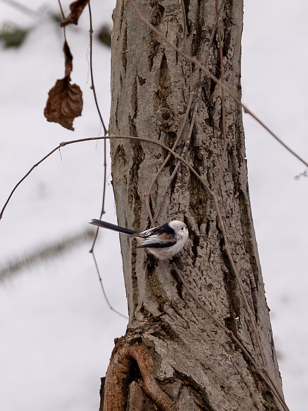 🔬 Aegithalos caudatus 🇬🇧 Long-tailed Tit 🇵🇱 Raniuszek zwyczajny