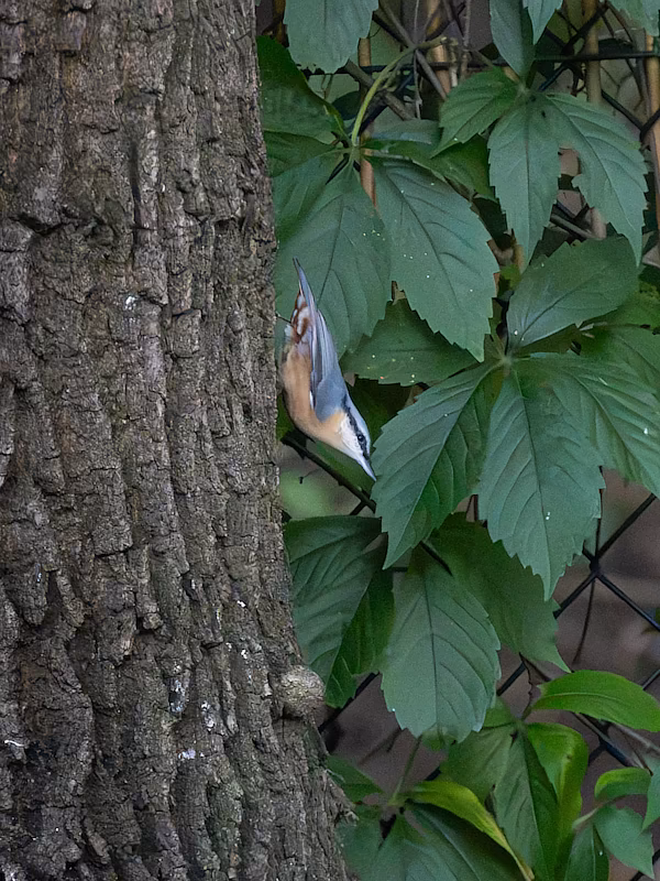 🔬 Sitta europaea 🇬🇧 Eurasian Nuthatch 🇵🇱 Kowalik