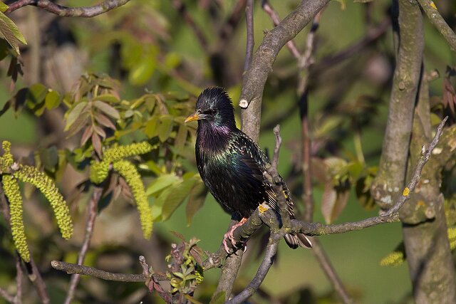 Latin: Sturnus vulgaris / EN: Common Starling / PL: Szpak