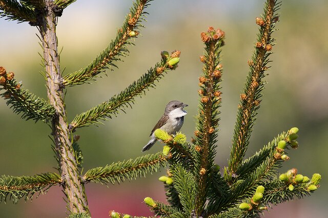 Latin: Poecile atricapillus / EN: Black-capped Chickadee / PL: Sikora czarnogłówka