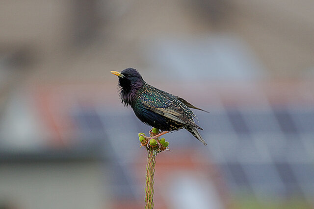 Latin: Sturnus vulgaris / EN: Common Starling / PL: Szpak