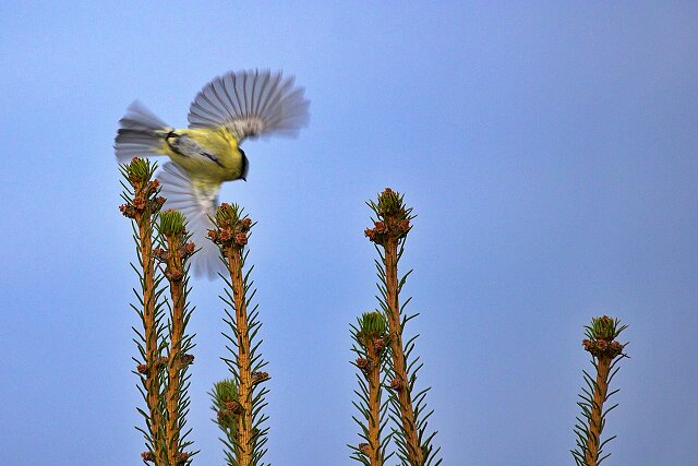 Latin: Parus major / EN: Great Tit / PL: Sikora bogatka