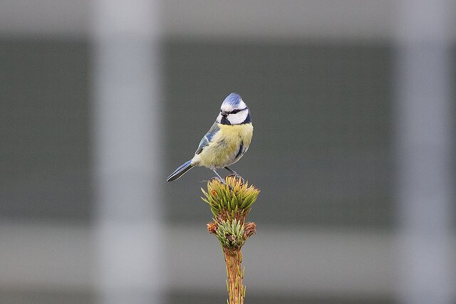 Latin: Cyanistes caeruleus / EN: Eurasian Blue Tit / PL: Sikora modra