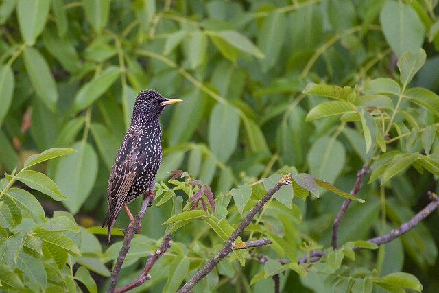 Latin: Sturnus vulgaris / EN: Common Starling / PL: Szpak