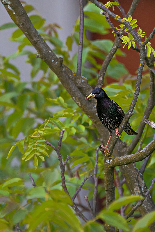 Latin: Sturnus vulgaris / EN: Common Starling / PL: Szpak