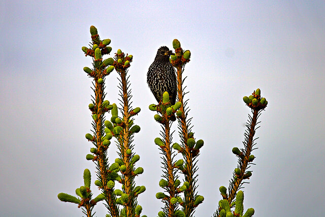 Latin: Sturnus vulgaris / EN: Common Starling / PL: Szpak