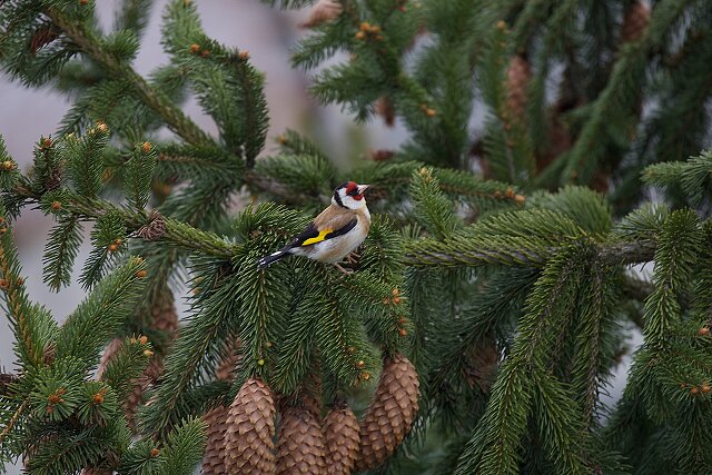 Latin: Carduelis carduelis / EN: European Goldfinch / PL: Szczygieł
