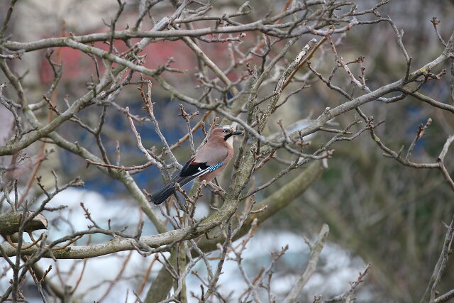 Latin: Garrulus glandarius / EN: Eurasian Jay / PL: Sójka zwyczajna