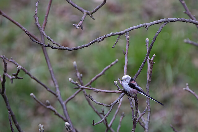 Latin: Aegithalos caudatus / EN: Long-tailed Tit / PL: Raniuszek zwyczajny