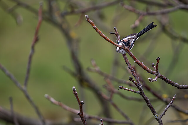 Latin: Aegithalos caudatus / EN: Long-tailed Tit / PL: Raniuszek zwyczajny