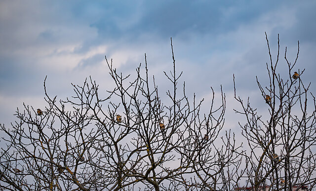Latin: Turdus pilaris / EN: Fieldfare / PL: Kwiczoł