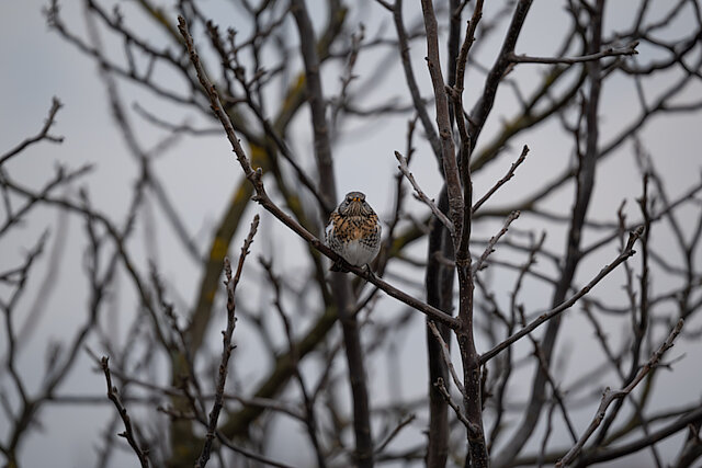 Latin: Turdus pilaris / EN: Fieldfare / PL: Kwiczoł