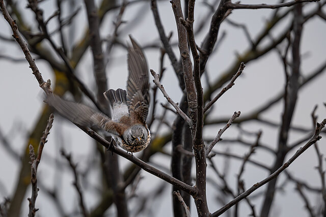 Latin: Turdus pilaris / EN: Fieldfare / PL: Kwiczoł