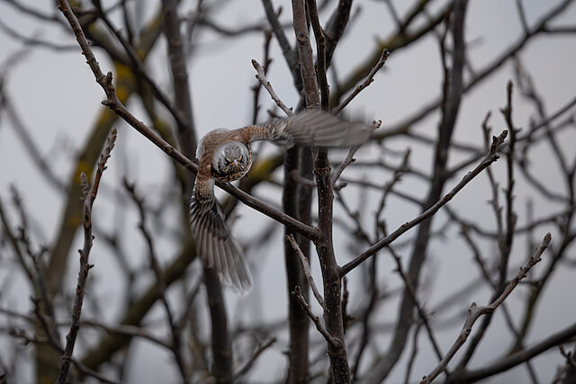 Latin: Turdus pilaris / EN: Fieldfare / PL: Kwiczoł