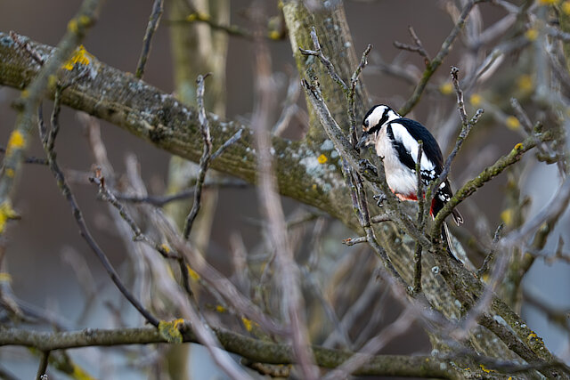 Latin: Dendrocopos major / EN: Great Spotted Woodpecker / PL: Dzięcioł duży