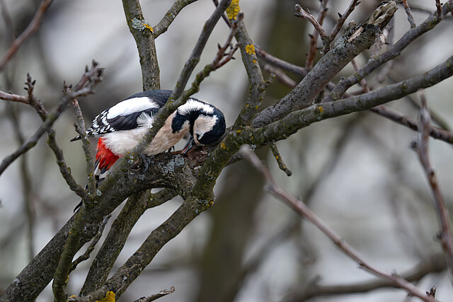 Latin: Dendrocopos major / EN: Great Spotted Woodpecker / PL: Dzięcioł duży