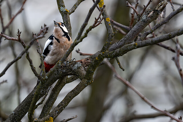 Latin: Dendrocopos major / EN: Great Spotted Woodpecker / PL: Dzięcioł duży