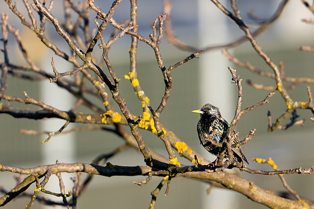 Latin: Sturnus vulgaris / EN: Common Starling / PL: Szpak