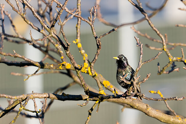 Latin: Sturnus vulgaris / EN: Common Starling / PL: Szpak