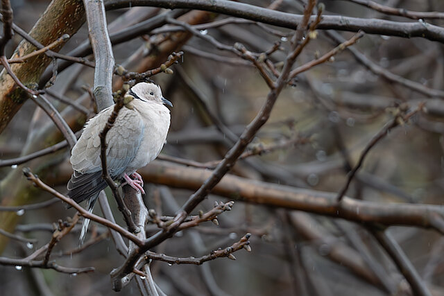 🔬 Streptopelia decaocto 🇬🇧 Eurasian Collared Dove 🇵🇱 Sierpówka
