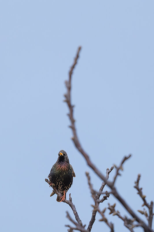 🔬 Sturnus vulgaris 🇬🇧 Common Starling 🇵🇱 Szpak