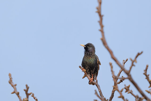 🔬 Sturnus vulgaris 🇬🇧 Common Starling 🇵🇱 Szpak