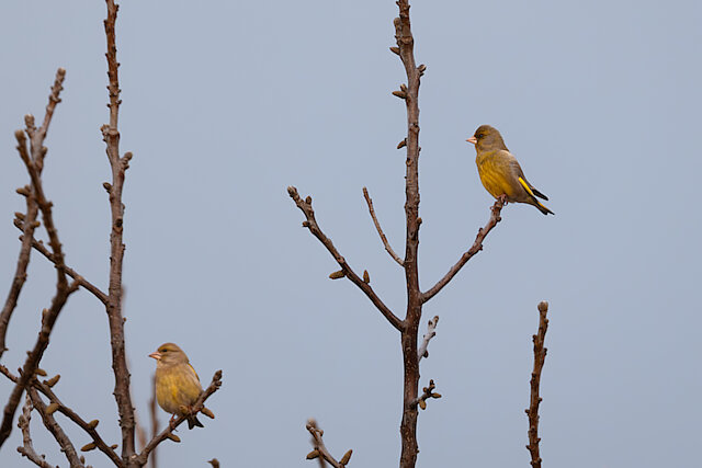 🔬 Chloris chloris 🇬🇧 European Greenfinch 🇵🇱 Dzwoniec zwyczajny