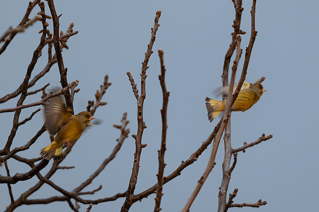 🔬 Chloris chloris 🇬🇧 European Greenfinch 🇵🇱 Dzwoniec zwyczajny