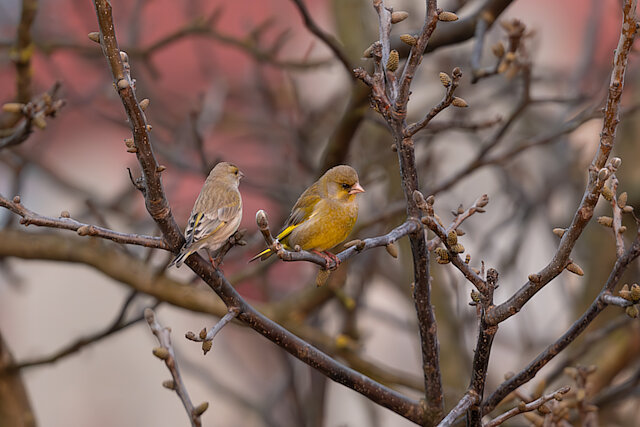 🔬 Chloris chloris 🇬🇧 European Greenfinch 🇵🇱 Dzwoniec zwyczajny