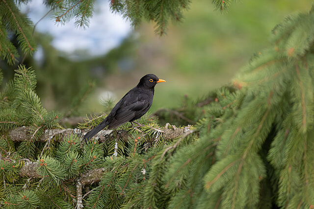 🔬 Turdus merula 🇬🇧 Common Blackbird 🇵🇱 Kos zwyczajny
