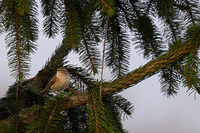 🔬 Phylloscopus collybita 🇬🇧 Common Chiffchaff 🇵🇱 Pierwiosnek