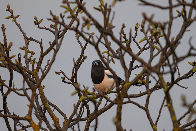 🔬 Pica pica 🇬🇧 Eurasian Magpie 🇵🇱 Sroka
