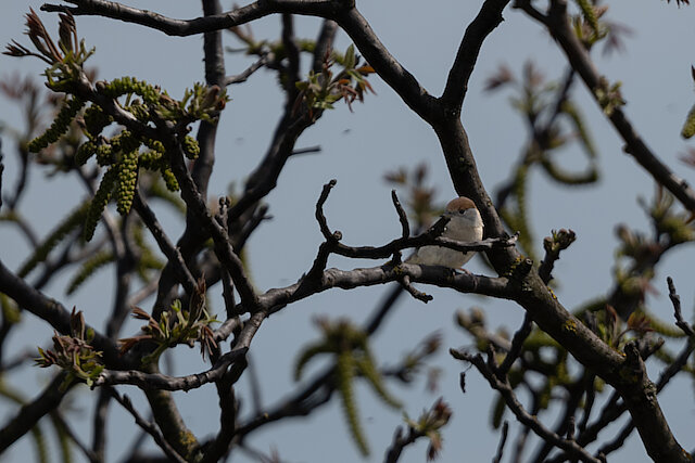 🔬 Sylvia atricapilla 🇬🇧 Eurasian blackcap 🇵🇱 Kapturka