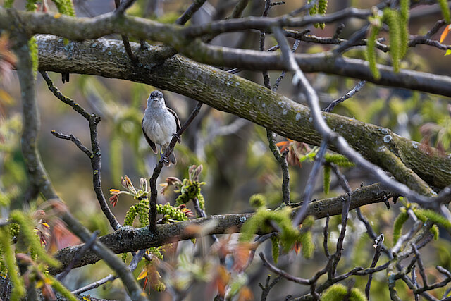 🔬 Sylvia atricapilla 🇬🇧 Eurasian blackcap 🇵🇱 Kapturka