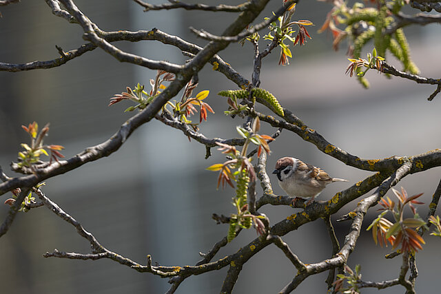 🔬 Passer montanus 🇬🇧 Eurasian Tree Sparrow 🇵🇱 Wróbel mazurek
