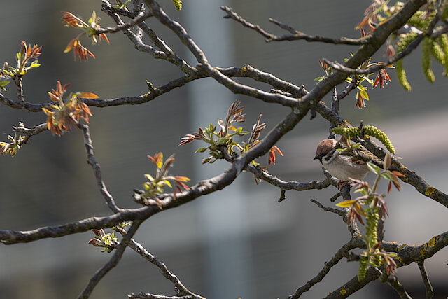 🔬 Passer montanus 🇬🇧 Eurasian Tree Sparrow 🇵🇱 Wróbel mazurek