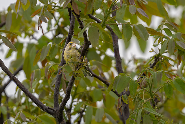 🔬 Chloris chloris 🇬🇧 European Greenfinch 🇵🇱 Dzwoniec zwyczajny