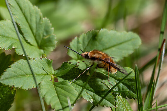 🔬 Bombylius major 🇬🇧 Large Bee-Fly 🇵🇱 Bujanka większa