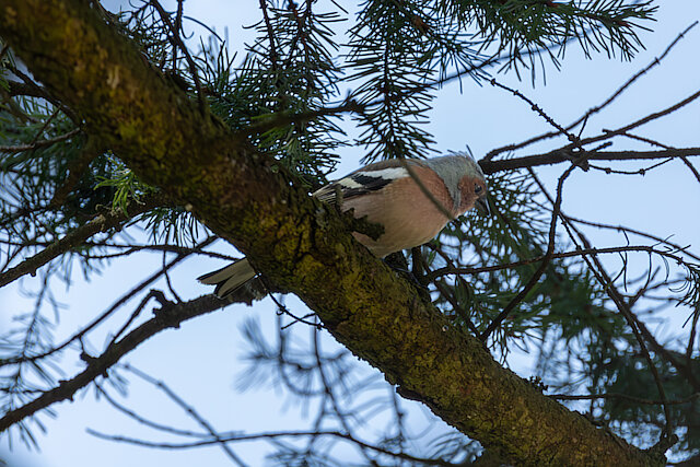 🔬 Fringilla coelebs 🇬🇧 Common Chaffinch 🇵🇱 Zięba