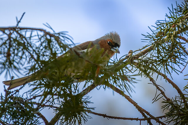 🔬 Fringilla coelebs 🇬🇧 Common Chaffinch 🇵🇱 Zięba