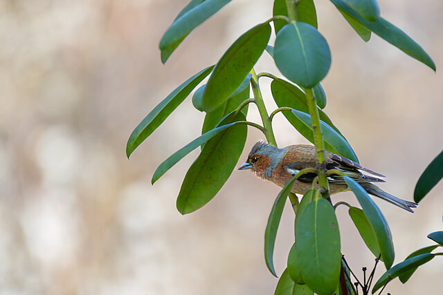 🔬 Fringilla coelebs 🇬🇧 Common Chaffinch 🇵🇱 Zięba