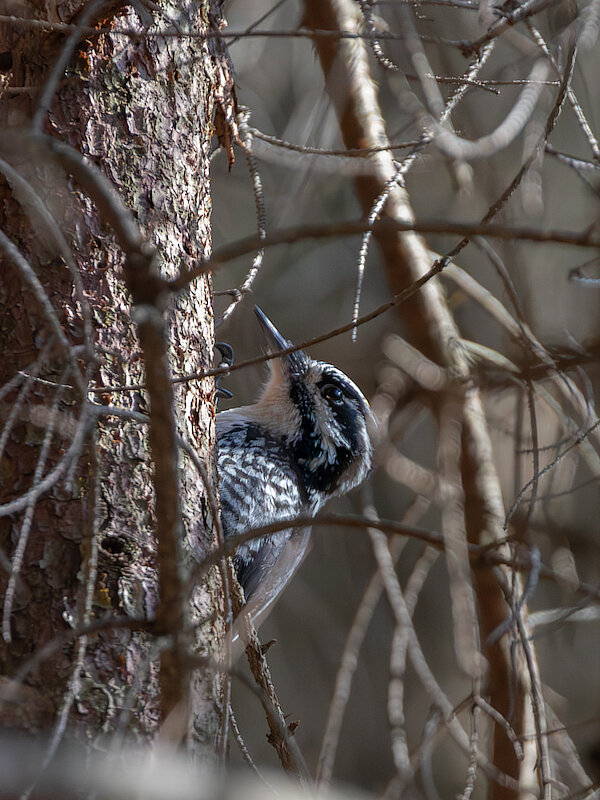 🔬 Picoides tridactylus 🇬🇧 Three-toed Woodpecker 🇵🇱 Dzięcioł trójpalczasty