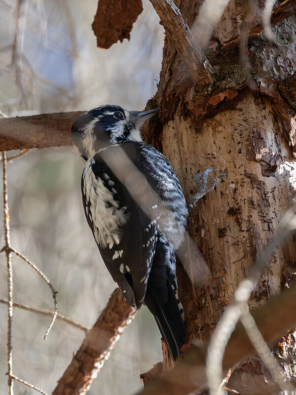 🔬 Picoides tridactylus 🇬🇧 Three-toed Woodpecker 🇵🇱 Dzięcioł trójpalczasty