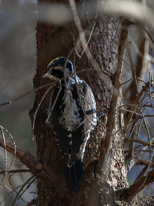 🔬 Picoides tridactylus 🇬🇧 Three-toed Woodpecker 🇵🇱 Dzięcioł trójpalczasty