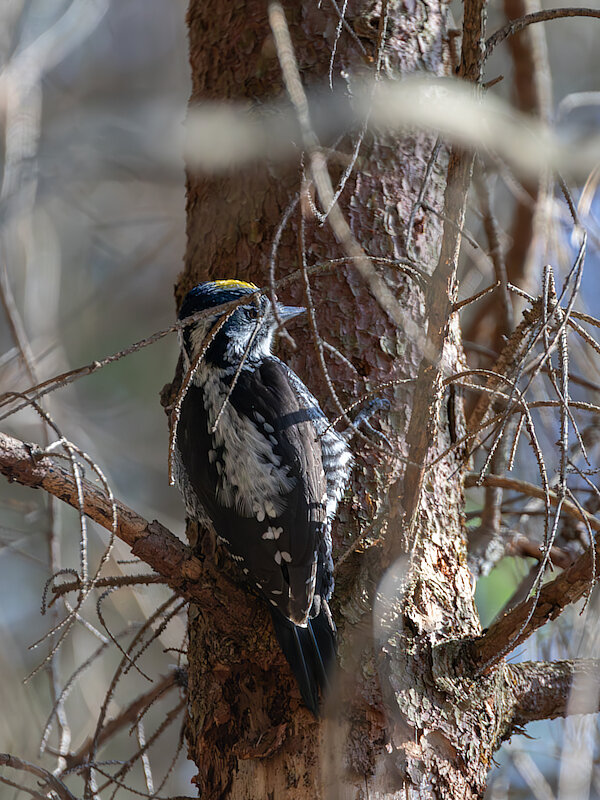 🔬 Picoides tridactylus 🇬🇧 Three-toed Woodpecker 🇵🇱 Dzięcioł trójpalczasty