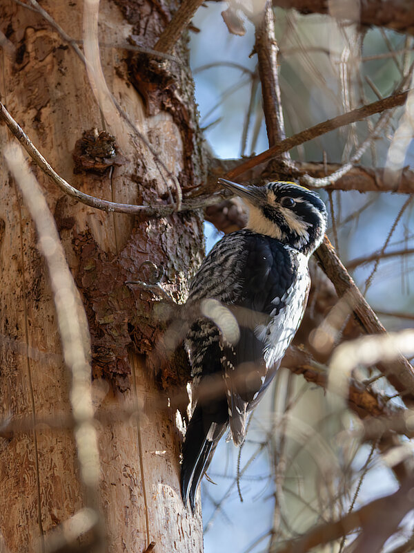 🔬 Picoides tridactylus 🇬🇧 Three-toed Woodpecker 🇵🇱 Dzięcioł białogrzbiety