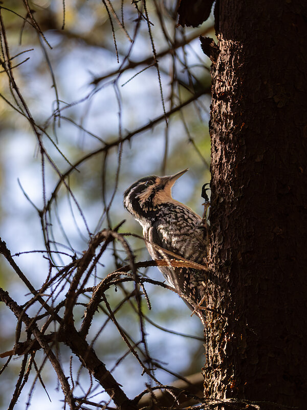 🔬 Picoides tridactylus 🇬🇧 Three-toed Woodpecker 🇵🇱 Dzięcioł białogrzbiety